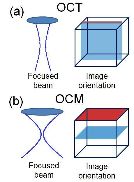 Figure 2.3 Comparison of the focusing scheme and scanning protocol for (a) OCT and (b) OCM.
