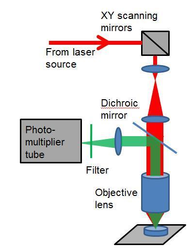 Figure 2.6 Schematic diagram showing the sample arm for MPM imaging. photo-multiplier tube. The laser beam is raster scanned in a 2D plane across the sample to generate an image.