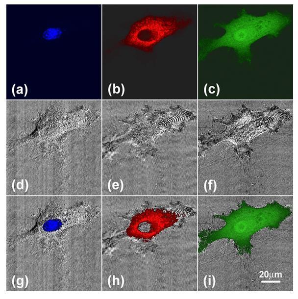 Figure 3.4. Multiphoton and optical coherence microscopy images acquired at three different center wavelengths.