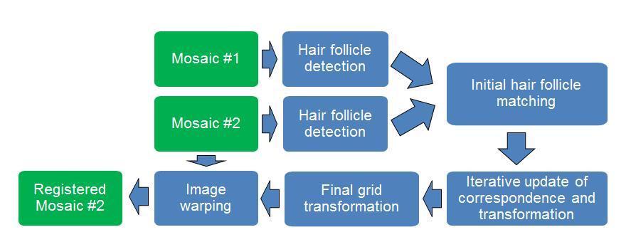 Figure 5.1 Block diagram of the non-rigid image registration algorithm. 5.1.1 Landmark identification The first step of the algorithm is to detect the positions of the hair follicle locations in the two images that are to be registered.