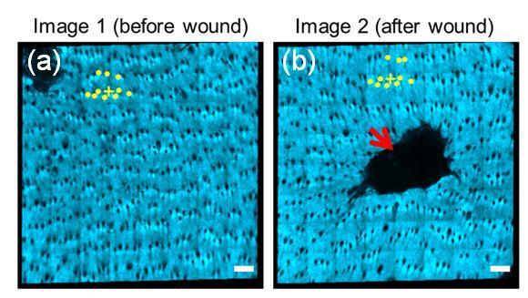 Figure 5.4 Enface images of mouse skin (a) before and (b) 24 hours after a 1 mm punch biopsy wound (red arrow).