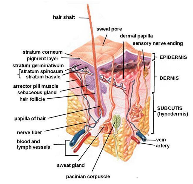 Figure 6.1. Diagram of the skin showing the primary layers and major components [102]. of immune cells.