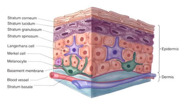 Figure 6.2. Diagram of the major cellular components of the skin epidermis [103]. capillary loops which carry nutrients closer to the surface of the skin.