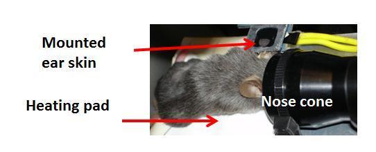 Figure 6.6 Image of the sample arm setup for in vivo imaging of mouse skin.
