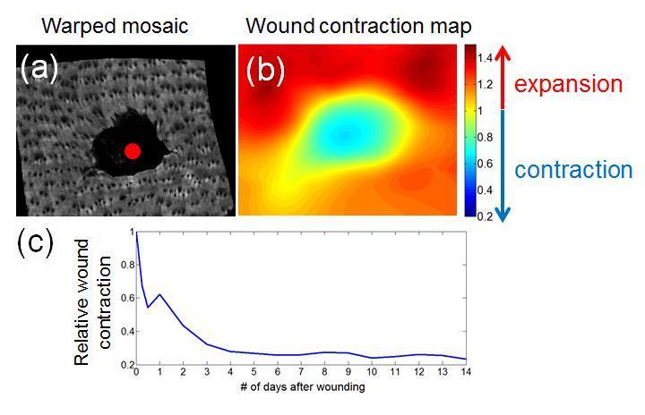 Figure 7.2. Wound contraction of the dorsal skin wound. (a) SHG mosaic registered to the initial time oint and (b) corresponding wound contraction map.