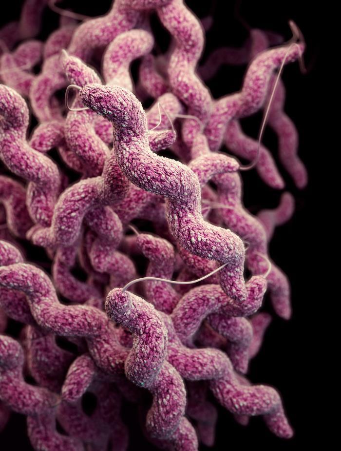 Campylobacteriosis Campylobacter jejuni Illness onset 1 to 10 days following ingestion of the bacteria.