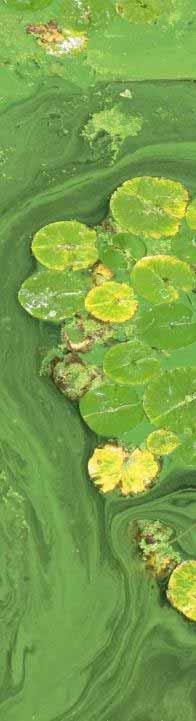 Why Algae (Chlorophyll a)?