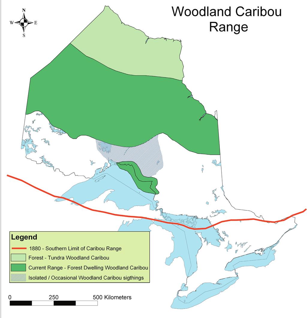 Planning Introduction The forest-dwelling (boreal) ecotype of woodland caribou (Rangifer tarandus caribou) has been designated as Threatened both nationally and within Ontario.