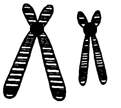Name: Practice MODERN GENETICS 1. Which diagram represents a pair of homologous chromosomes? 8. The diagram below shows some chromosomal alterations.