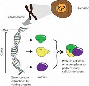 Genes and the Production of Proteins Each cell in an organism contains the entire genome for that organism (the full complement of its DNA).