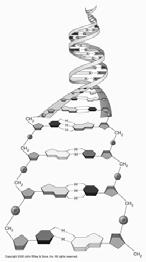 19 Double Helix of DNA DNA Replication Result is two double-stranded daughter helices Each composed of one parental strand & one newly synthesized strand This mechanism is called semiconservative