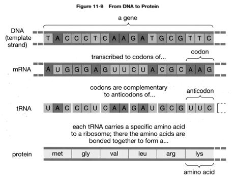 words (4 3 ) The Genetic Code To code unambiguously for 20 amino acids Need at least 20 words