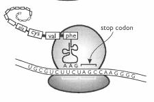 g. This process is repeated along the entire mrna sequence of codons. One specific amino acid at a time is added to the growing polypeptide chain.