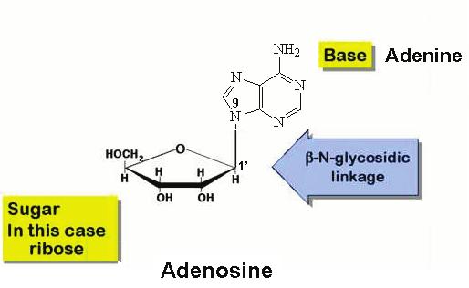 A nucleoside results from the linking of one of these 2 sugars with one of the purine- or
