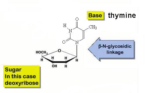 Pyrimidines bond to the sugar C1'