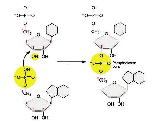 In a nucleic acid chain, two nucleotides are linked by a 3-5 -phosphodiester bond: Phosphodiester linkages formation: