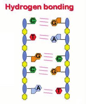 Strands are complementary Pyrimidine and purine bases are located inside of the double helix in such a way that opposite a pyrimidine base of one chain is located a purine base of another chains and