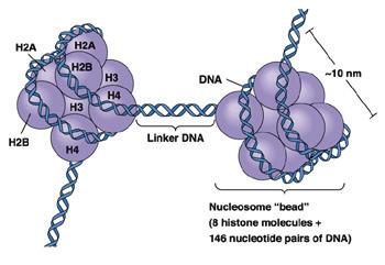 Tertiary structure of DNA The binding of DNA by the histones generates a structure called the nucleosome.