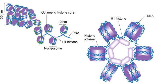 The nucleosomes, which at this point resemble beads on a string, are further compacted into a helical shape, called a solenoid.