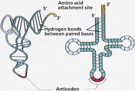 The acceptor stem is the site at which a specific amino acid is attached. The 5' end of acceptor stem is phosphorylated (usually phosphorylated G).