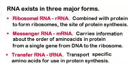 The quantity of the RNA depends on the functional state
