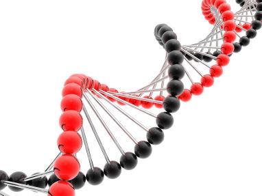 DNA consists of two nucleotide chains that are