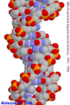 double helical structure of DNA, which