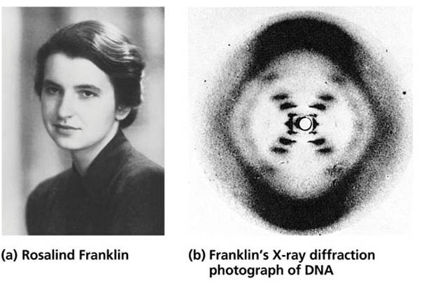 Creating the three dimensional model of NA: Rosalind Franklin: This hotograph served