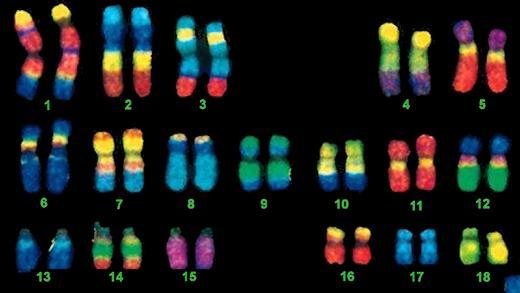 HUMAN GENOME The order of bases on all 23 pairs of human chromosomes.