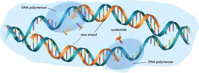 Step 2: Each existing strand of the DNA molecule is a template for a new strand.