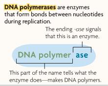 VOCAB: DNA POLYMERASES Enzymes that form