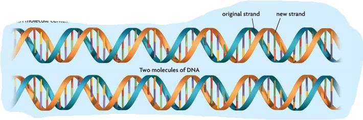 Step 3: 2 identical double-stranded DNA molecules are produced.