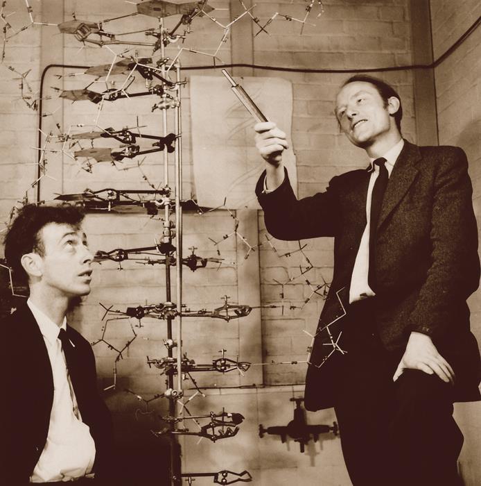 WATSON AND CRICK DETERMINED THE THREE- DIMENSIONAL STRUCTURE OF DNA BY BUILDING MODELS.