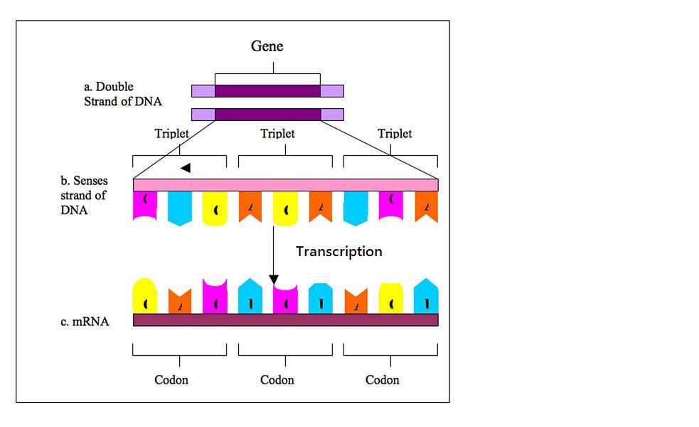 Figure 6- Each gene (a) contains triplets of bases (b) that are transcribed into RNA (c). Every triplet, or codon, encodes for a unique amino acid. What is transcription?