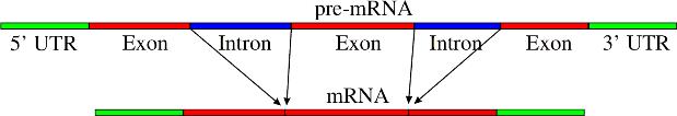 Genes can be combined in multiple ways to make many different proteins, just like letters can be arranged in many ways to make words. Eukaryotic pre-mrna contains introns and exons.