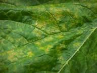 Downy mildew of pumpkin. Symptoms on upper leaf surface (left), and olive grey lesions underside of leaf (center) and typical symptoms in field on (right).
