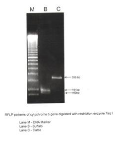 CONCLUSION The SSR-PCR and PCR-RFLP could be applied as a useful molecular analytical method for identification and authentication of different mammals and control measures for any molecular-based