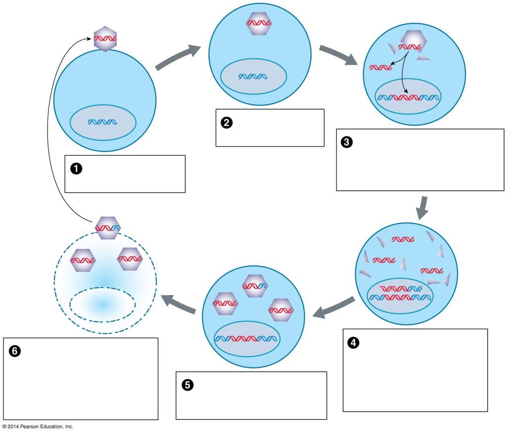 Figure 13-2 The life cycle of a typical virus virus viral DNA cytoplasm nucleus host cell host cell DNA A virus attaches to a susceptible host cell The virus enters the host cell The virus releases