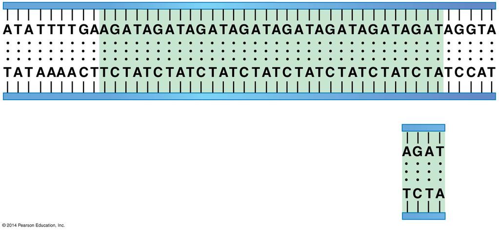 Figure 13-5 Short tandem repeats are common in noncoding regions of DNA
