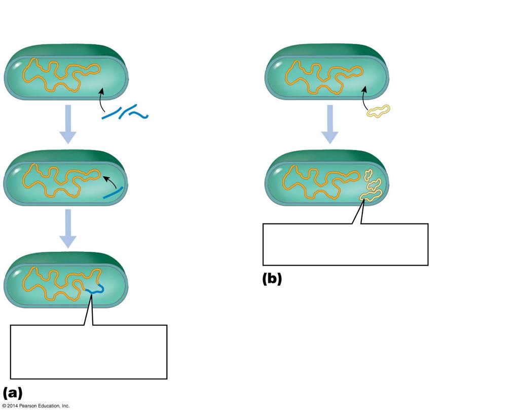 Figure 13-1 Transformation in bacteria bacterial chromosome bacterial chromosome DNA fragments plasmid The plasmid replicates in