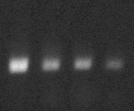 PCR inhibitors from the DNA. The arrow shows the relative migration of a ~700 bp amplicon from Chromosome 1 in a 0.8% (w/v) agarose/ethidium bromide gel.