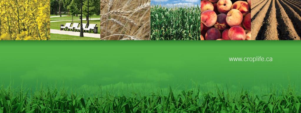 Towards International Policies for Management of Low-Level Presence of Genetically Modified Crops in Imported Grain, Food