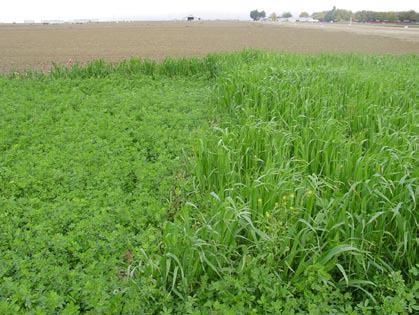 Herbicide-Tolerant Crops Improve Crop Establishment glyphosate Untreated
