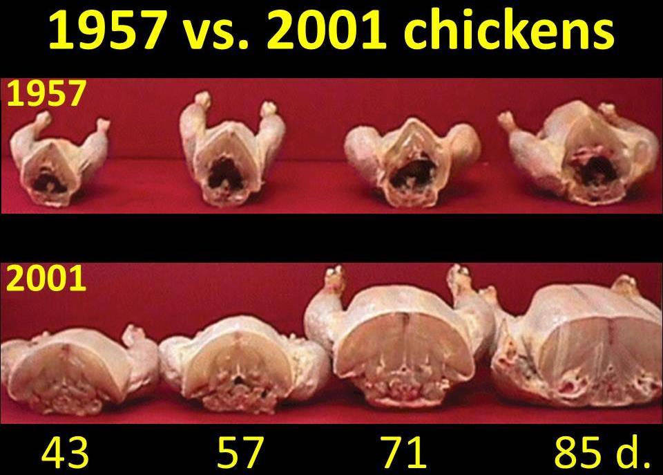 Chicken Genetic Improvement: 1957 to 2001 The 8-week old body weight of broiler (meat) chickens has increased from 0.81 kg to 3.