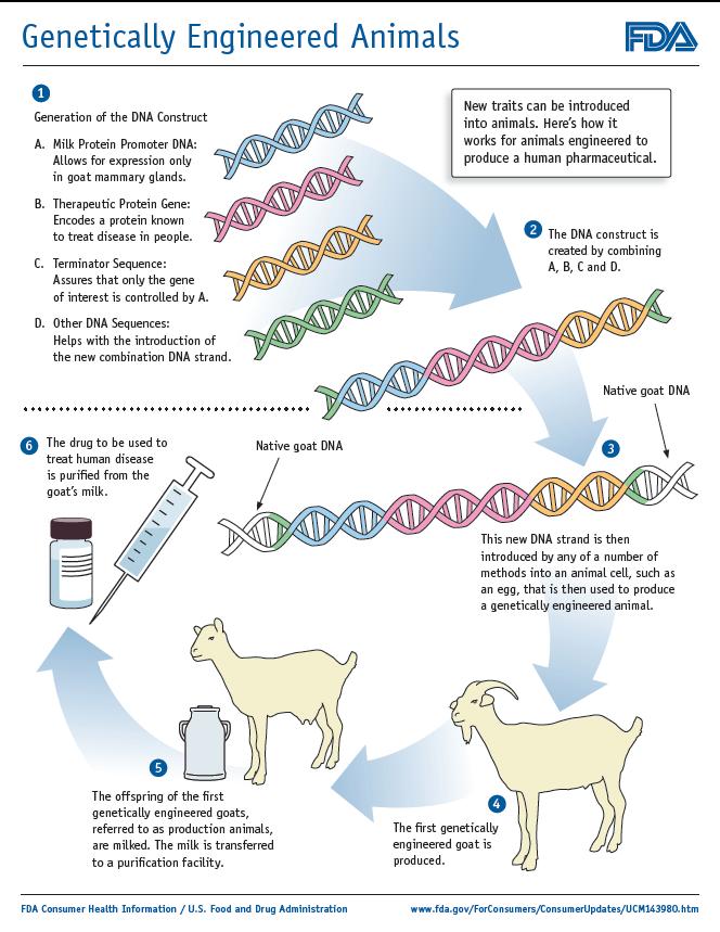 Genes Can be Transferred by Recombinant DNA Similar methods can be used to transfer DNA among animals.