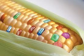 GENETICALLY MODIFIED FOODS.
