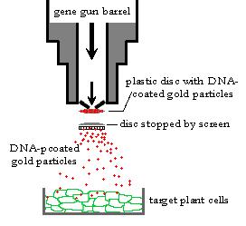 CROPS TRANSGENIC METHODOLOGIES: CELL MODIFICATIONS Gene-Gun: to transfer DNA is particle