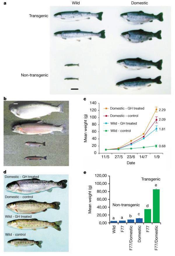 Transgenic fish Extracopies of Growth Hormone gene.