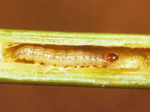 Examples of Plant-Incorporated Protectants (Cry Proteins) Maize, potato, cotton Applications to corn European corn borer