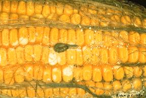 modifications are selective for the European corn borer Incorporated gene remains stable in subsequent generations Gene